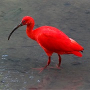 Scarlet Ibis (Trinidad & Tobago)