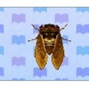 Brown Cicada