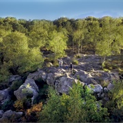 Forêt De Fontainebleau