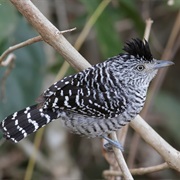Barred Antshrike