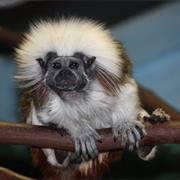 Cotton Topped Tamarin