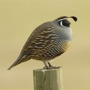 California Quail