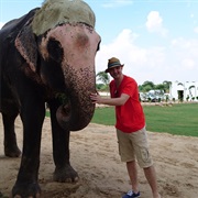 Elephant Sanctuary (Jaipur, India)