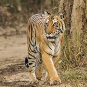 Jim Corbett National Park, India