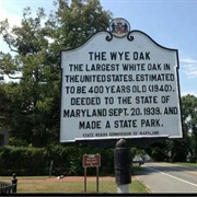 Wye Oak State Park, Maryland