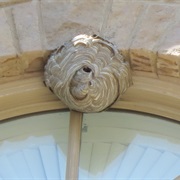 Remove Wasp Nests