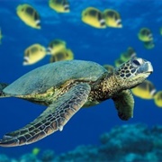 Cilento, Vallo Di Diano E Alburni National Park, Italy