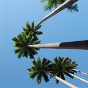 Caribbean Royal Palm (Roystonea Oleracea)