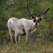 Urho Kekkonen NP, Finland