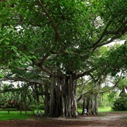 Hugh Taylor Birch State Park, Florida
