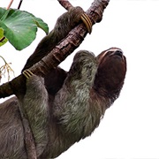 Spot a Sloth in Wilderness