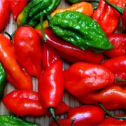 U-MOROK (World Hottest Chilli)