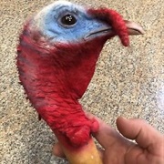 Turkey Head
