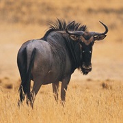 Wildebeest