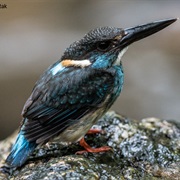 Blue-Banded Kingfisher