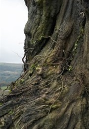A Monster Calls (2016)