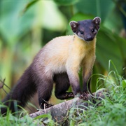 Yellow-Throated Marten