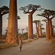 Avenue of Boababs, Madagascar