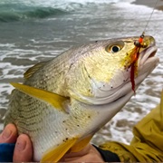 Yellowfin Croaker (Aka: Catalina or Golden Croaker)