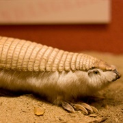 Pink Fairy Armadillo
