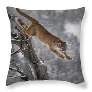 Escape a Mountain Lion