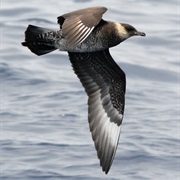 Pomarine Jaeger
