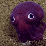Purple Squid