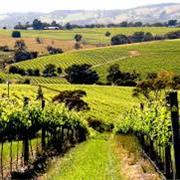 Wine Tasting at Barossa Valley, South Australia