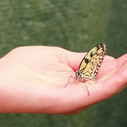 Catch a Butterfly