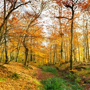 Fall Themed Staycation