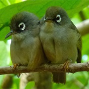 Mauritius Olive White-Eye