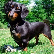 Dachshund