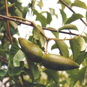 Swallowroot (Decalepis Hamiltonii)