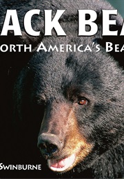Black Bear: North America's Bear (Stephen R Swinburne)