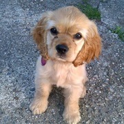 American Cocker Spaniel