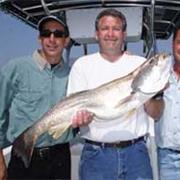 Weakfish (Sea Trout/Grey Trout)