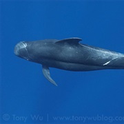 Short-Finned Pilot Whale