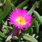 Angular Sea-Fig (Carpobrotus Glaucescens)