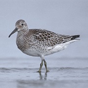 Great Knot