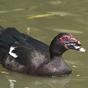 Muscovy Duck