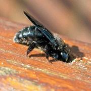 Carpenter Bee