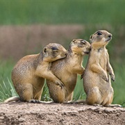 Utah Prairie Dog