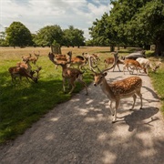 Walk the London Loop.