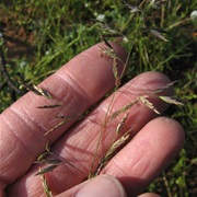 Sandberg Bluegrass (Poa Secunda)