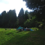 Whitikau - East Coast