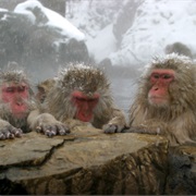 Swim With Snow Monkeys