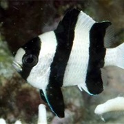 Four-Striped Damsel Fish