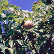 American Buckeye (Aesculus Glabra)