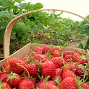 Pick Berries at the Strawberry Ranch