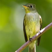Yellow-Bellied Flycatcher